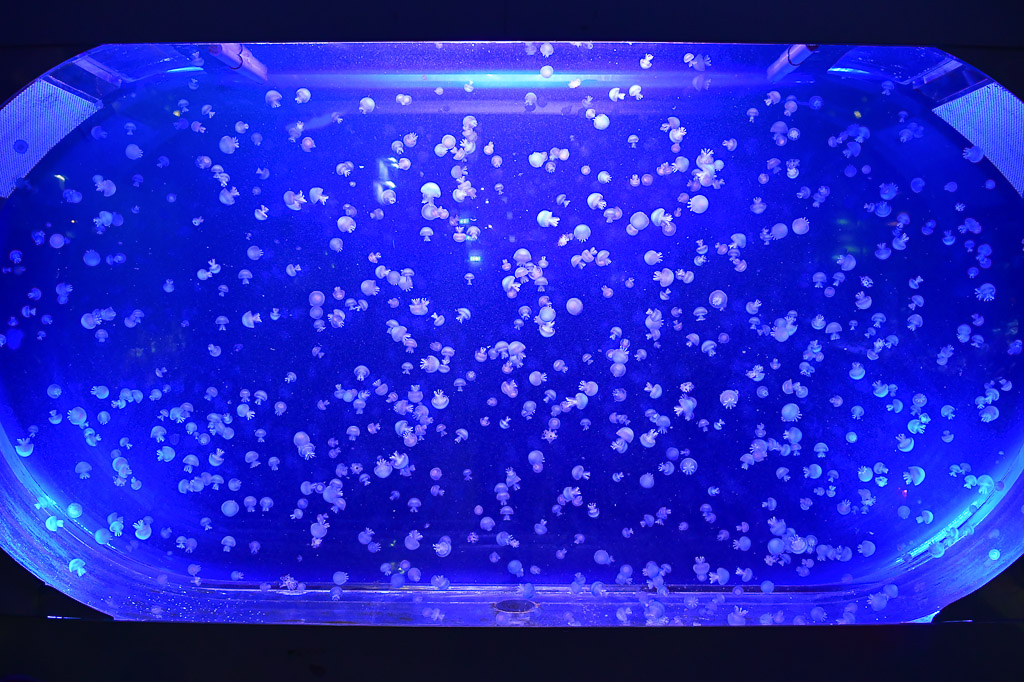Quallen im blau beleuchteten Becken