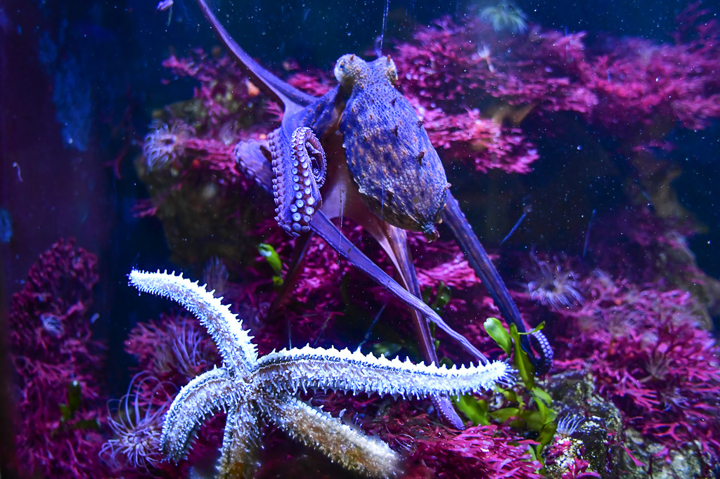 Oktopus und Seestern im Korallenbecken