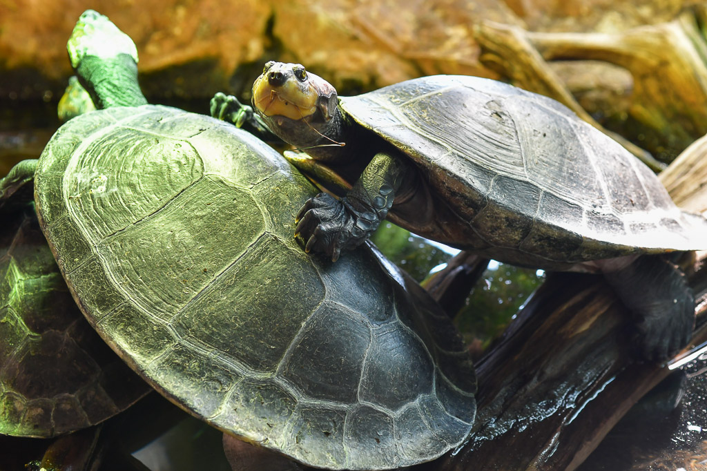 Zwei Wasserschildkröten übereinander