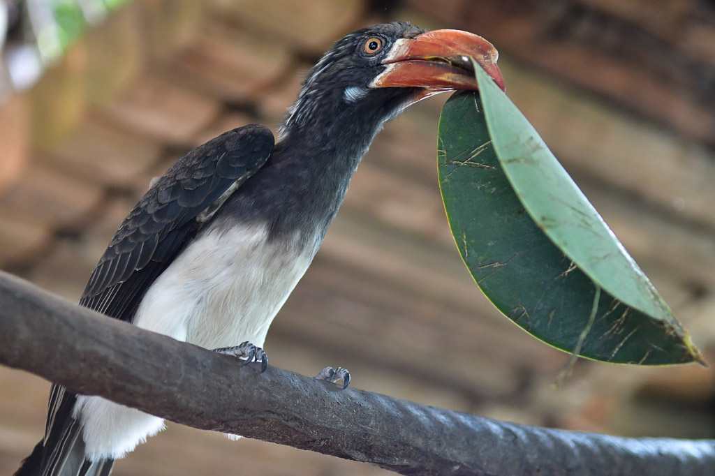 Nashornvogel mit einem Blatt im Schnabel