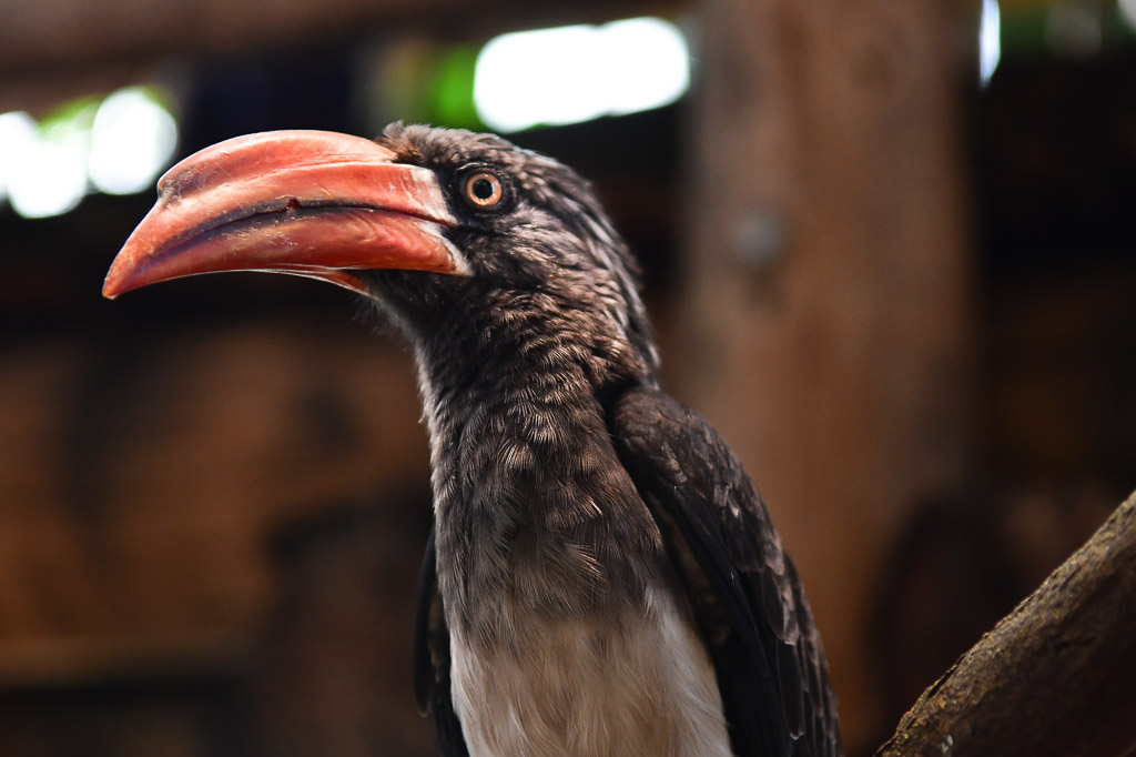 Nashornvogel im Porträt