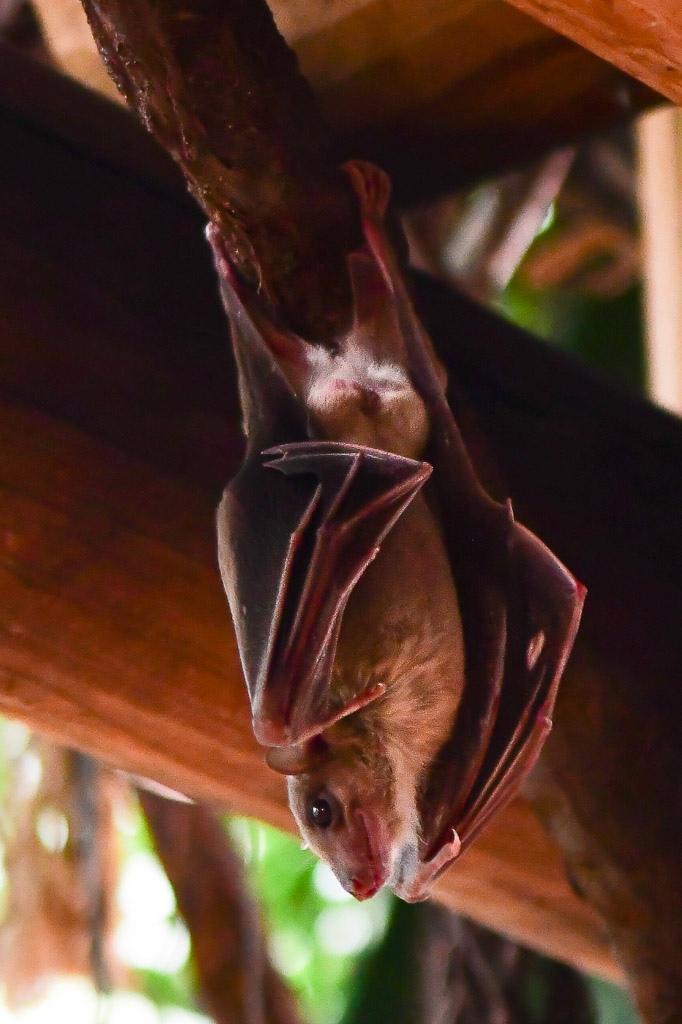 Fledermaus hängt im Hochformat