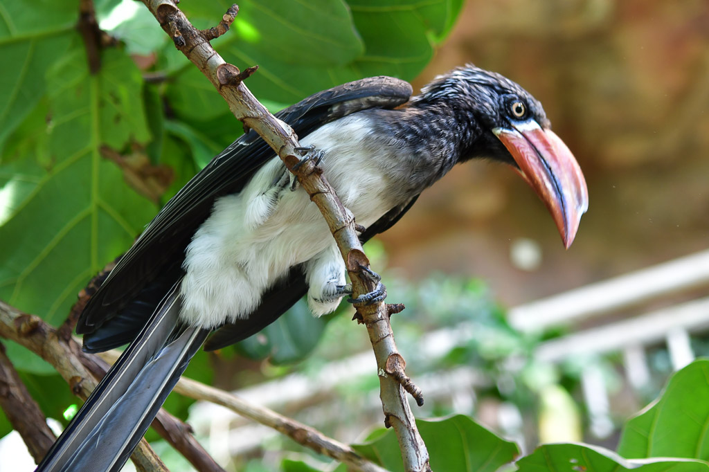 Nashornvogel auf einem Ast
