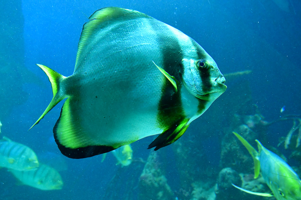 Fledermausfisch im Aquarium