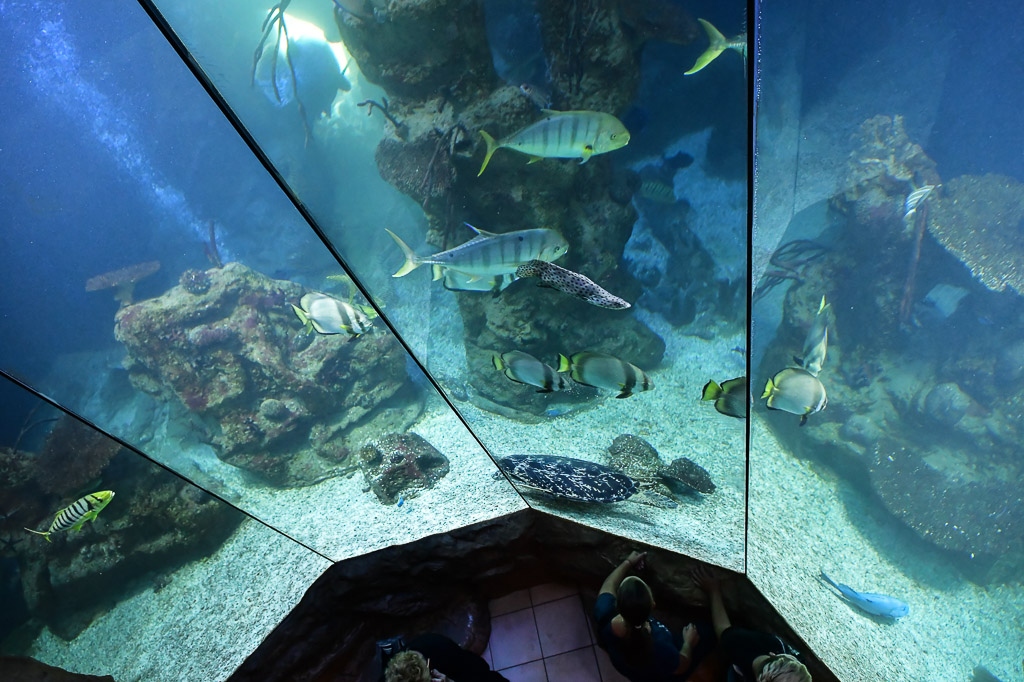 Aquarium mit Fischen in der Ecke des Tunnels