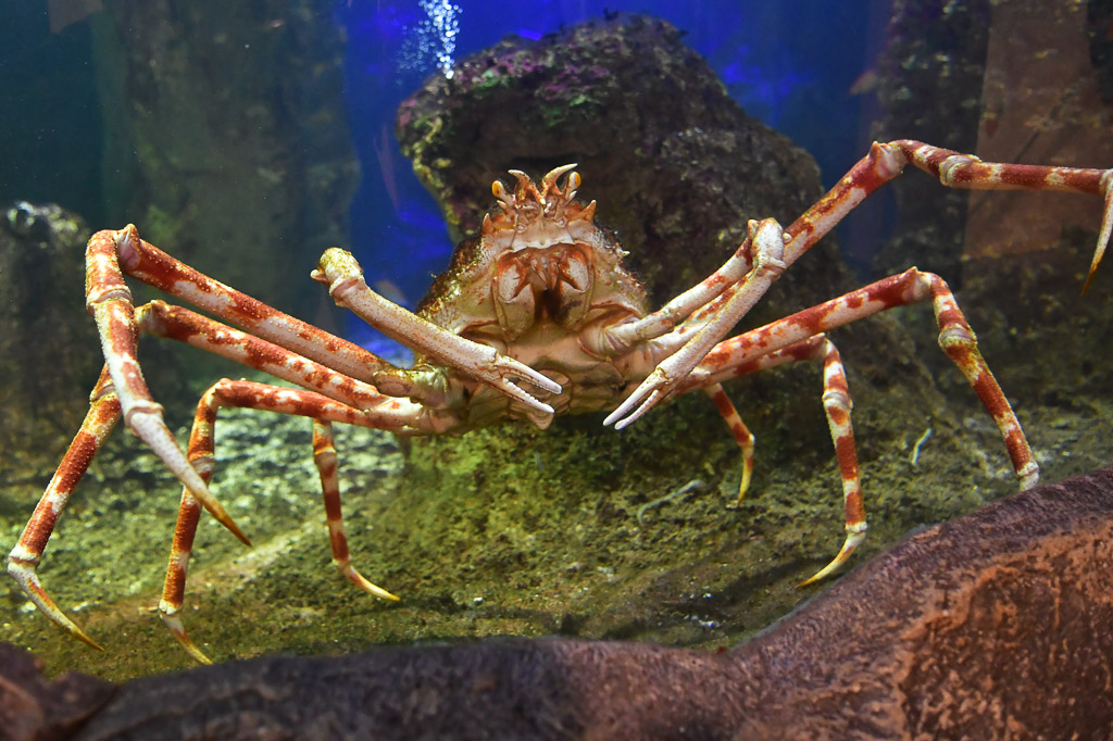 Krabbe im Aquarium