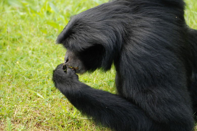 Affe