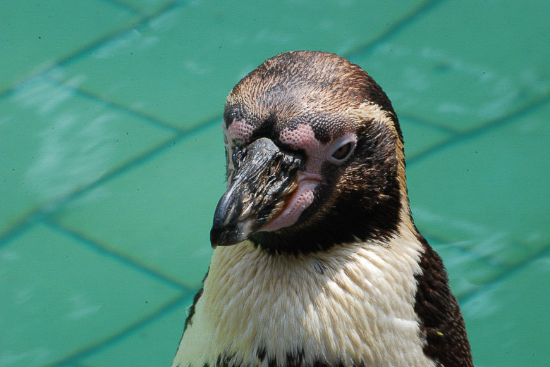Humboldtpinguin