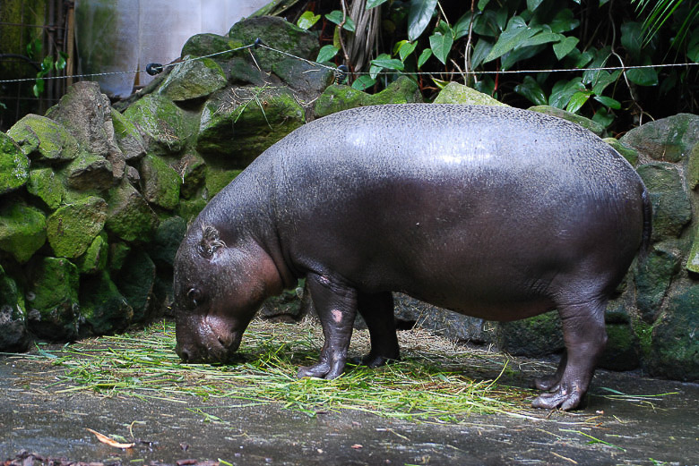 Zwergflusspferd