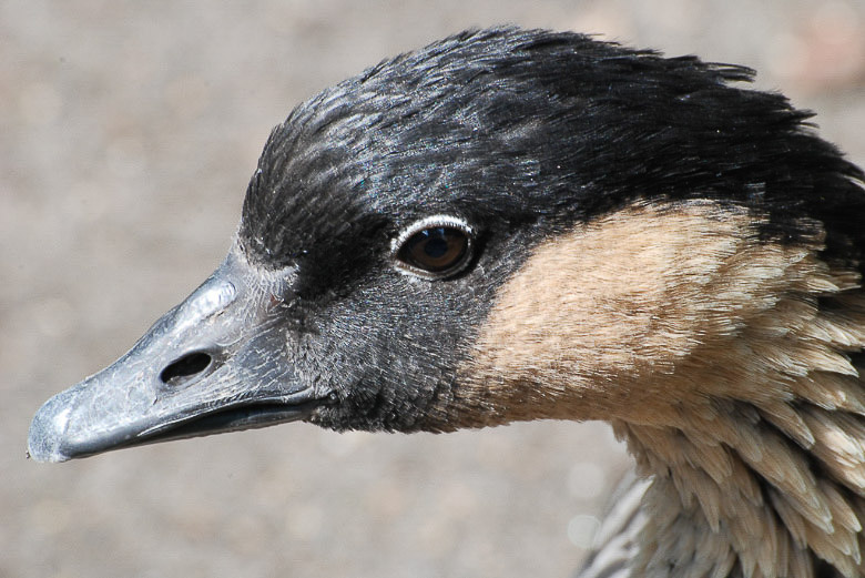 Gans im Porträt