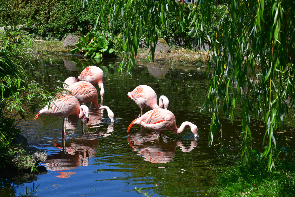 Flamingos im Teich