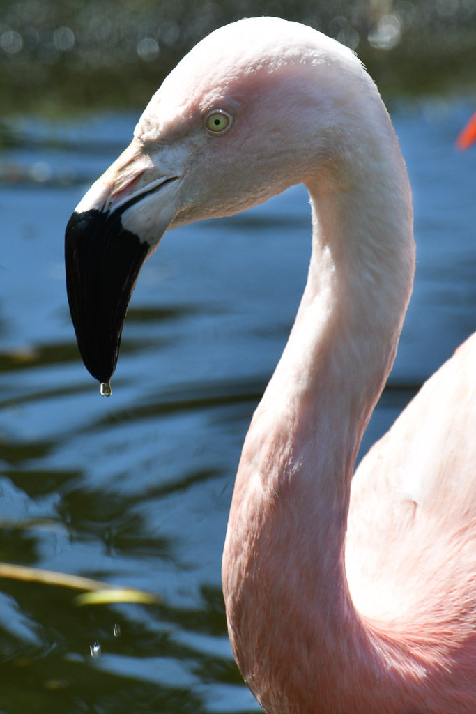 Flamingo im Hochformat