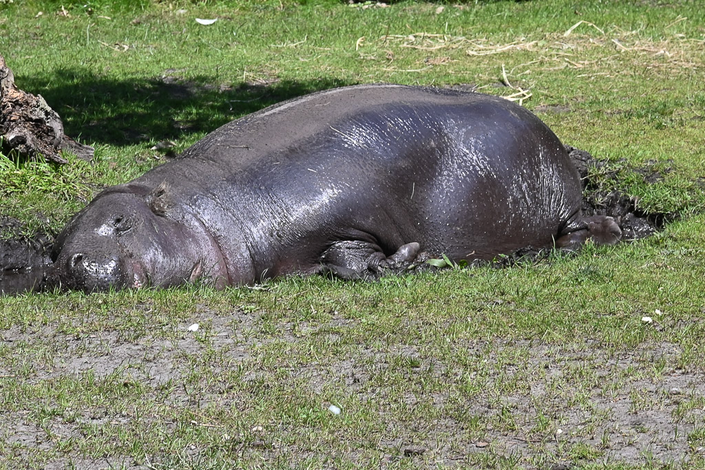 Liegendes Zwergflusspferd