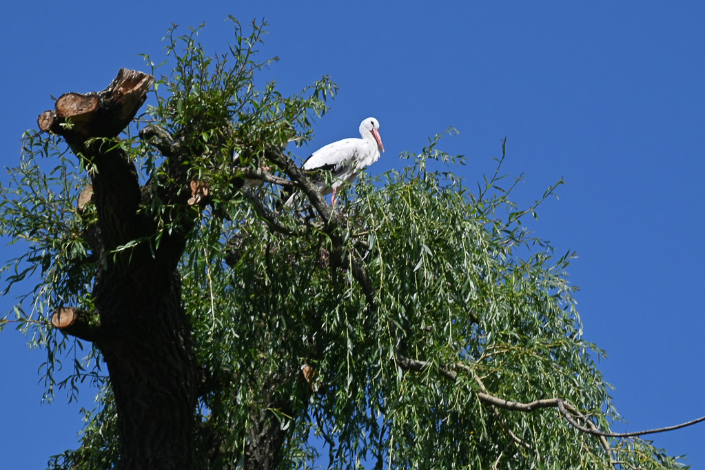 Storchennest im Baum