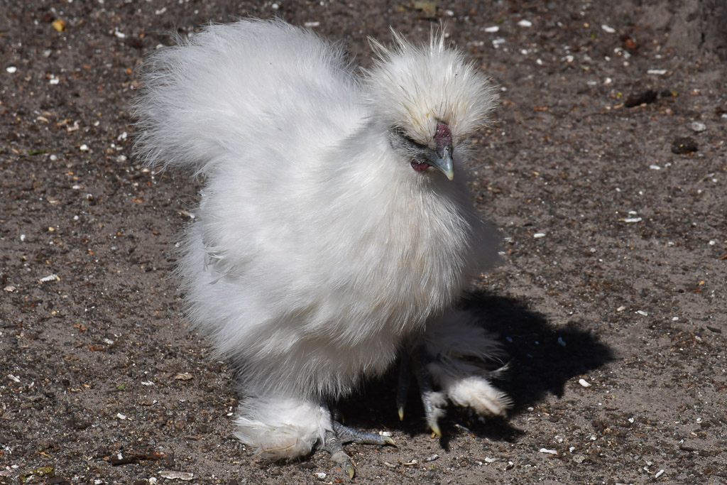 Weißes Huhn