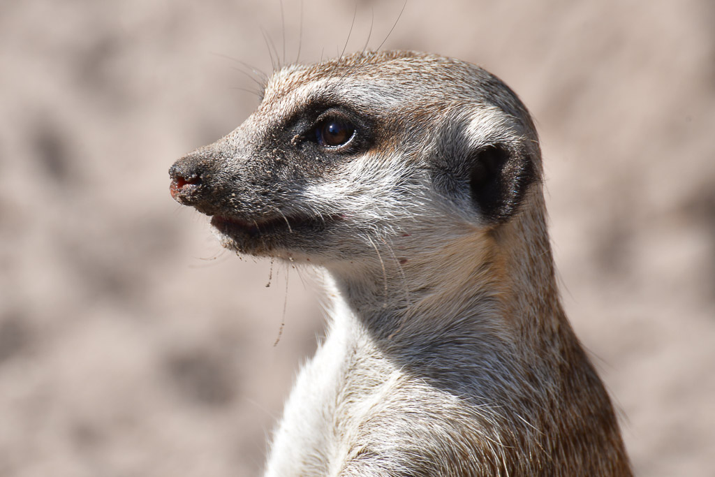 Erdmännchen im Porträt