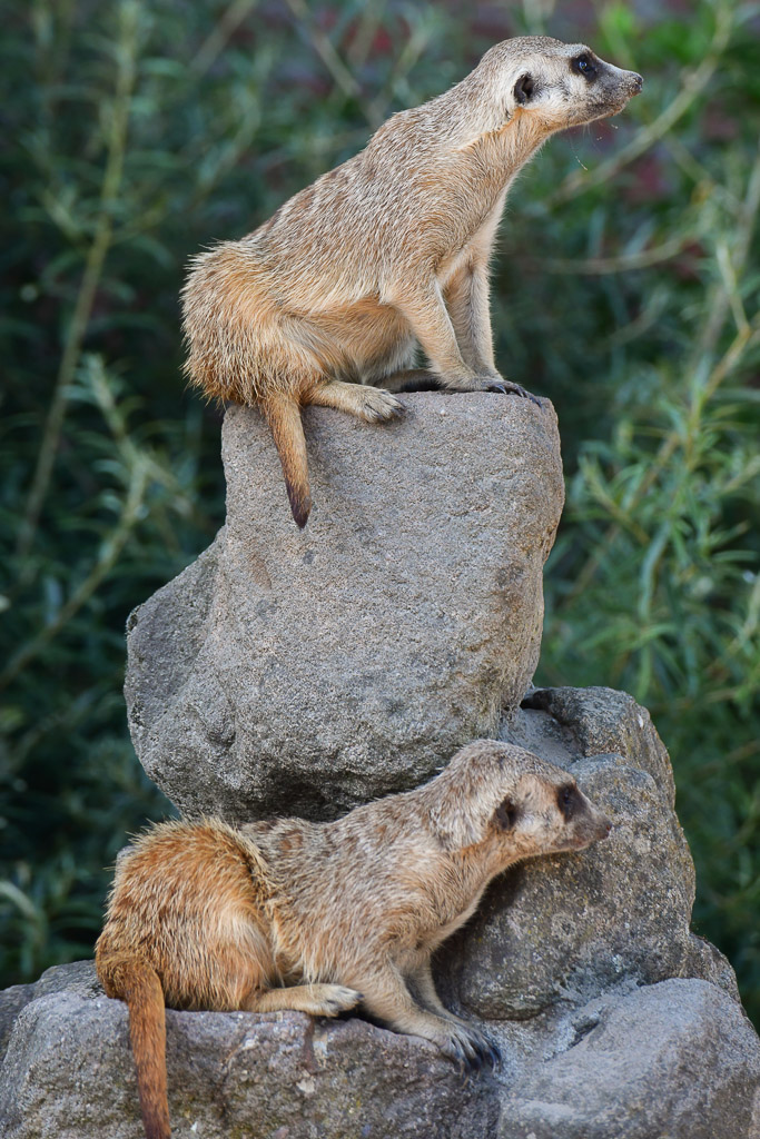 Erdmännchen auf einem Stein im Hochformat