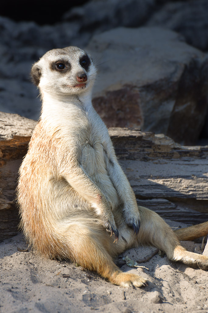 Sitzendes Erdmännchen im Hochformat