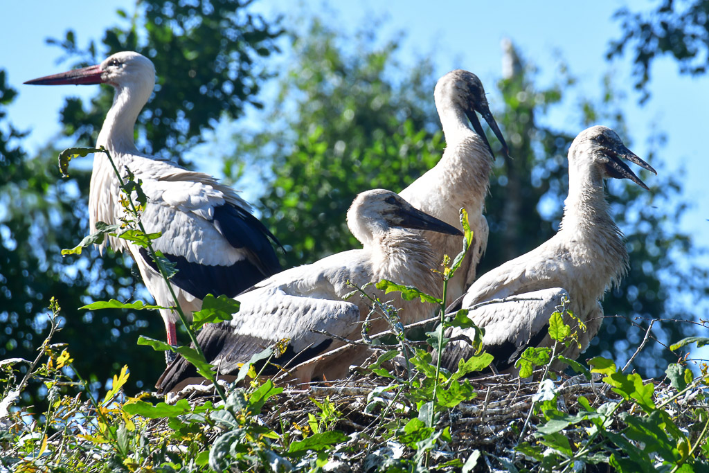 Störche im Nest