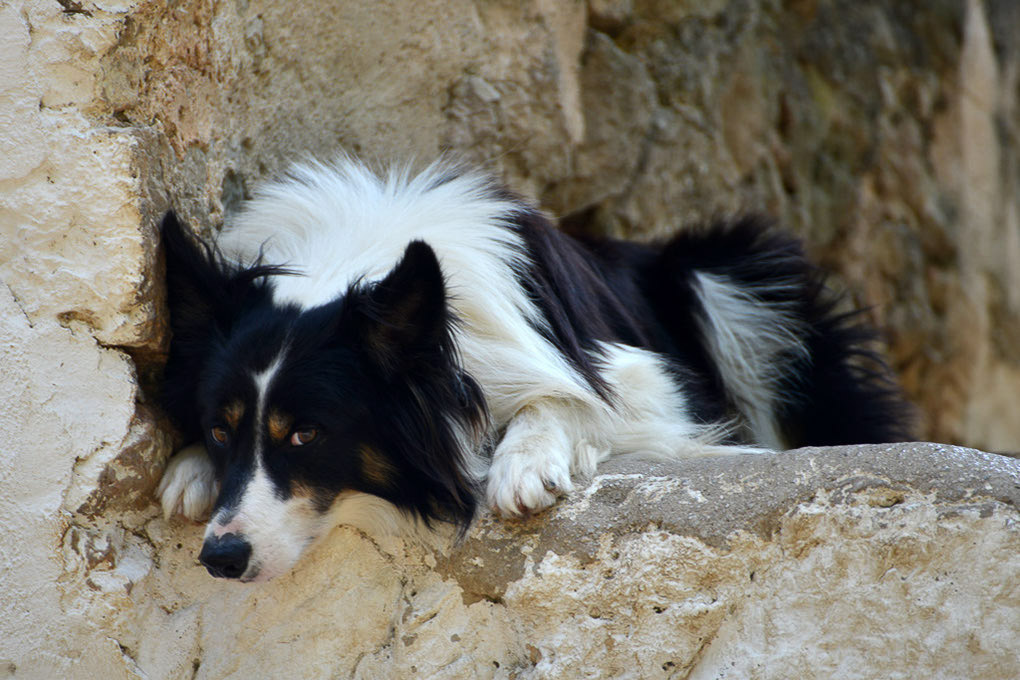 Hund in einer Mauernische