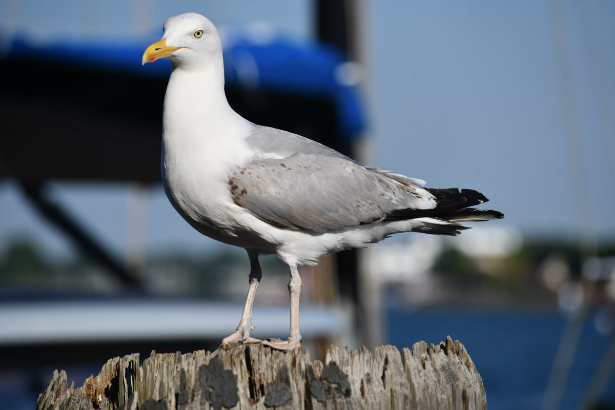 Möwe