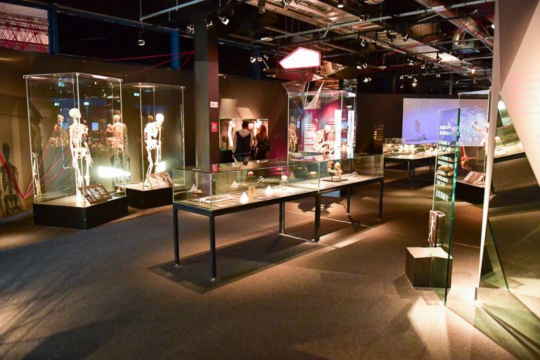 Ausstellungsraum mit Vitrinen und Plastinaten