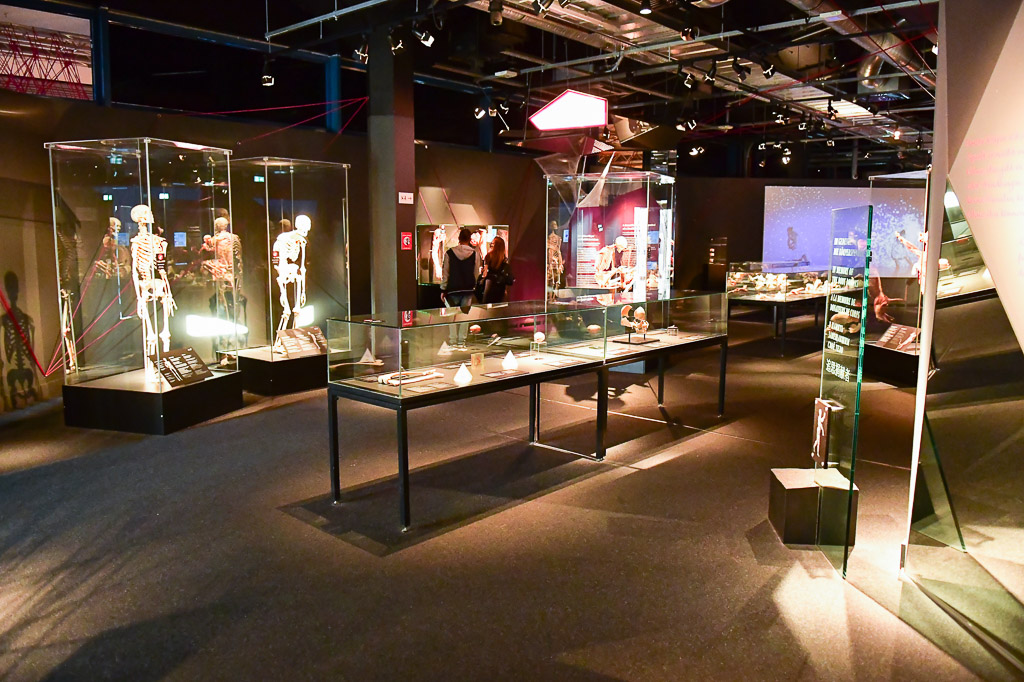 Ausstellungsraum mit Vitrinen und Plastinaten