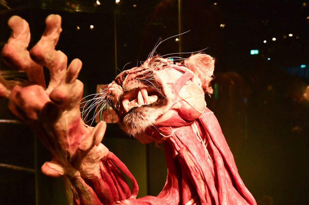 Plastinat einer Raubkatze