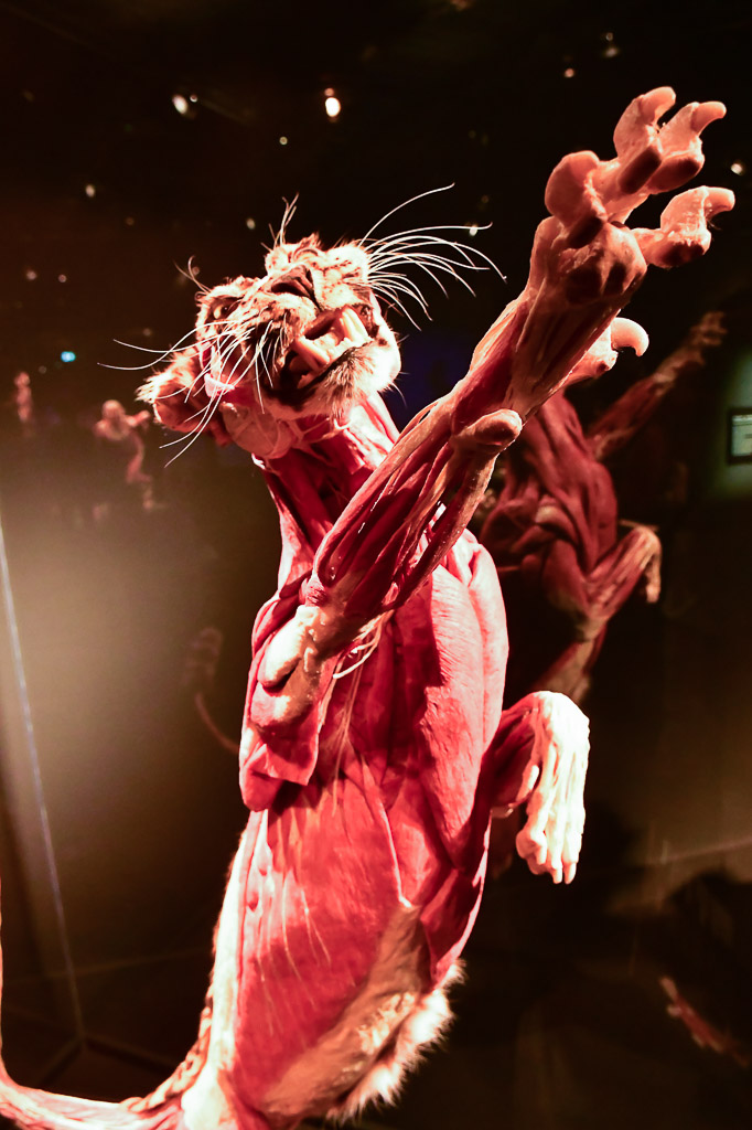 Tierplastinat im Sprung im Hochformat
