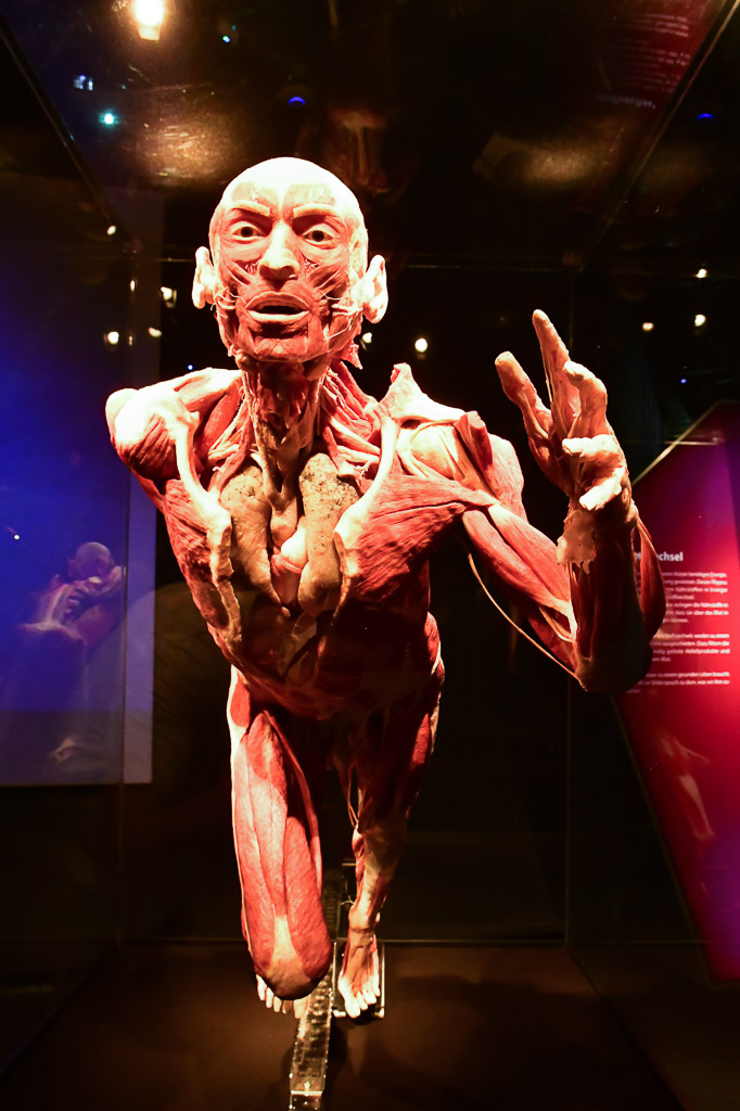 Ganzkörperplastinat in Pose im Hochformat