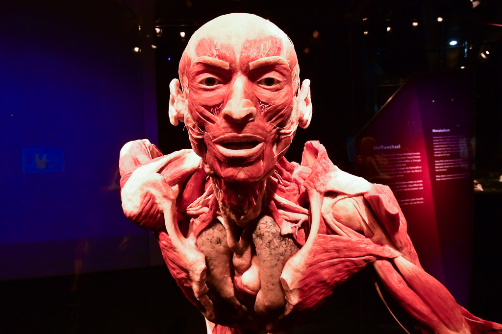Plastinat eines Kopfes mit freigelegten Muskeln