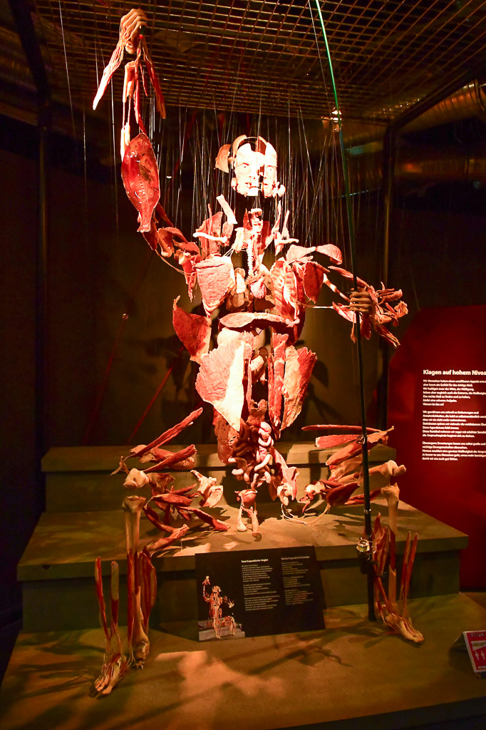 Plastinat auf einem Sockel im Hochformat