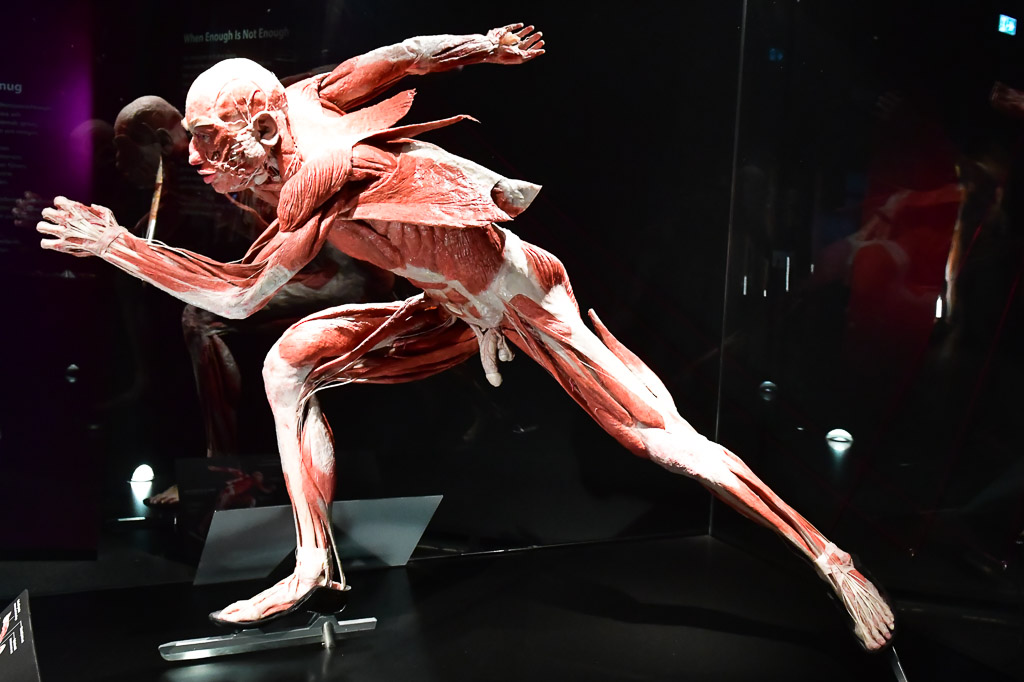 Läufer-Plastinat in Bewegung