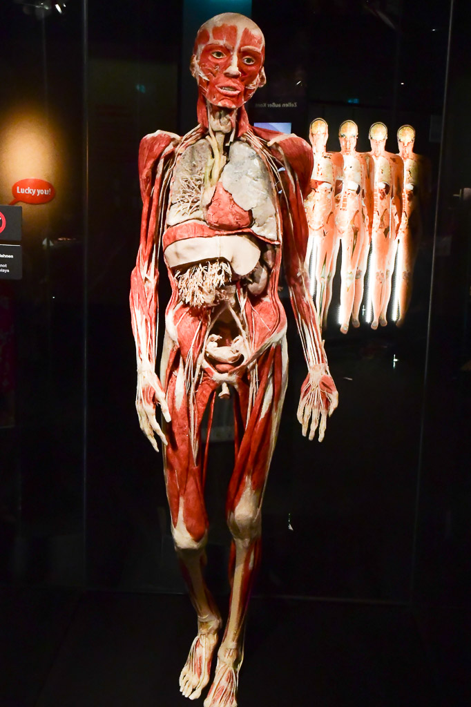 Ganzkörperplastinat stehend im Hochformat