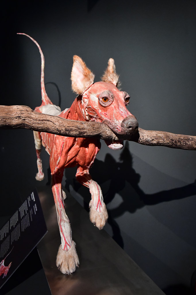 Tierplastinat auf einem Ast im Hochformat