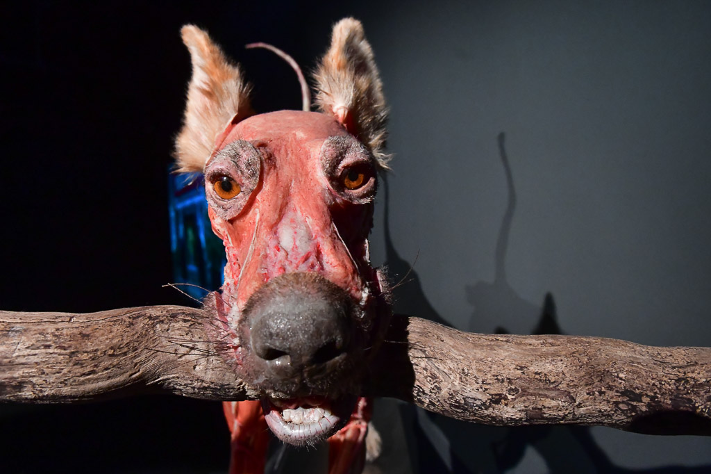 Kopf eines Tierplastinats auf einem Ast