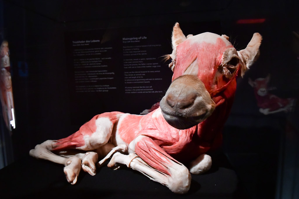 Liegendes Tierplastinat