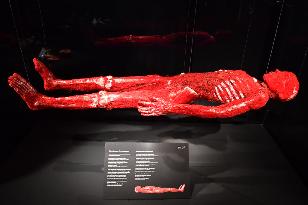 Liegendes Ganzkörperplastinat