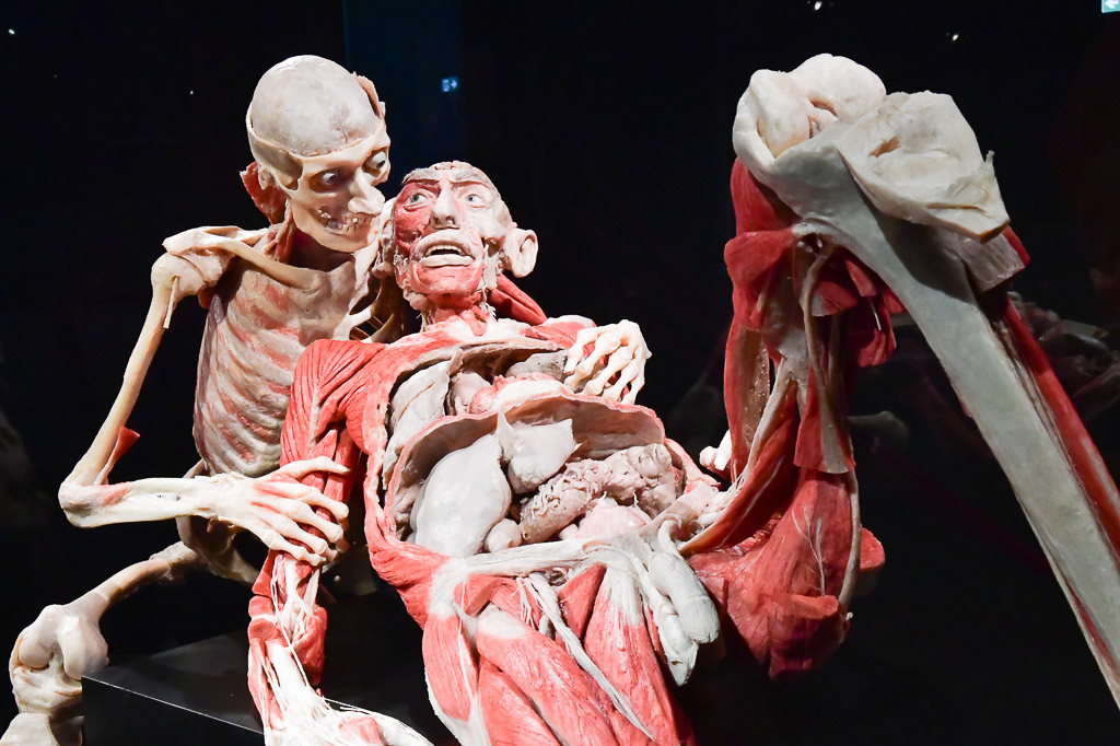 Zwei Plastinate in einer Szene