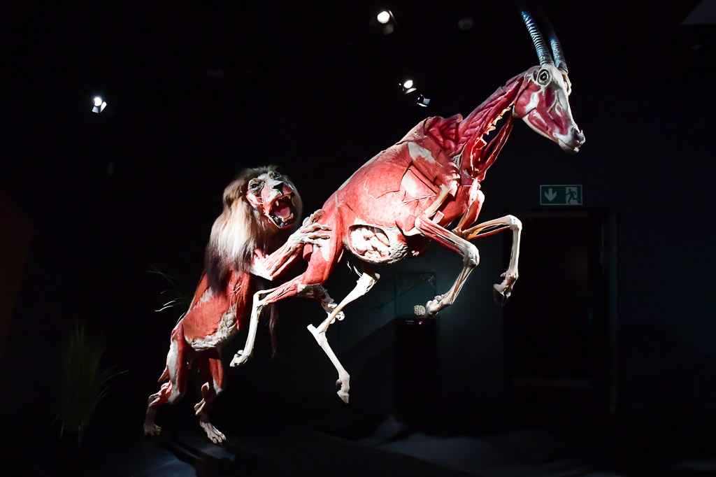 Tierplastinat im Sprung