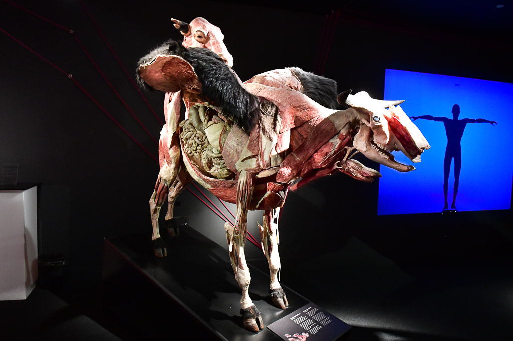 Plastinat von Reiter und Pferd