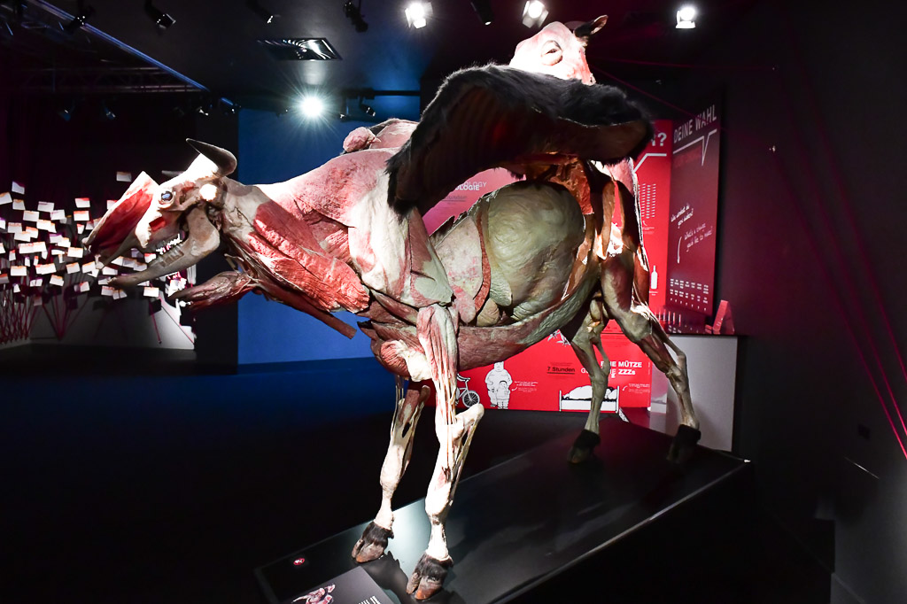 Pferdeplastinat mit Flügeln und Reiter