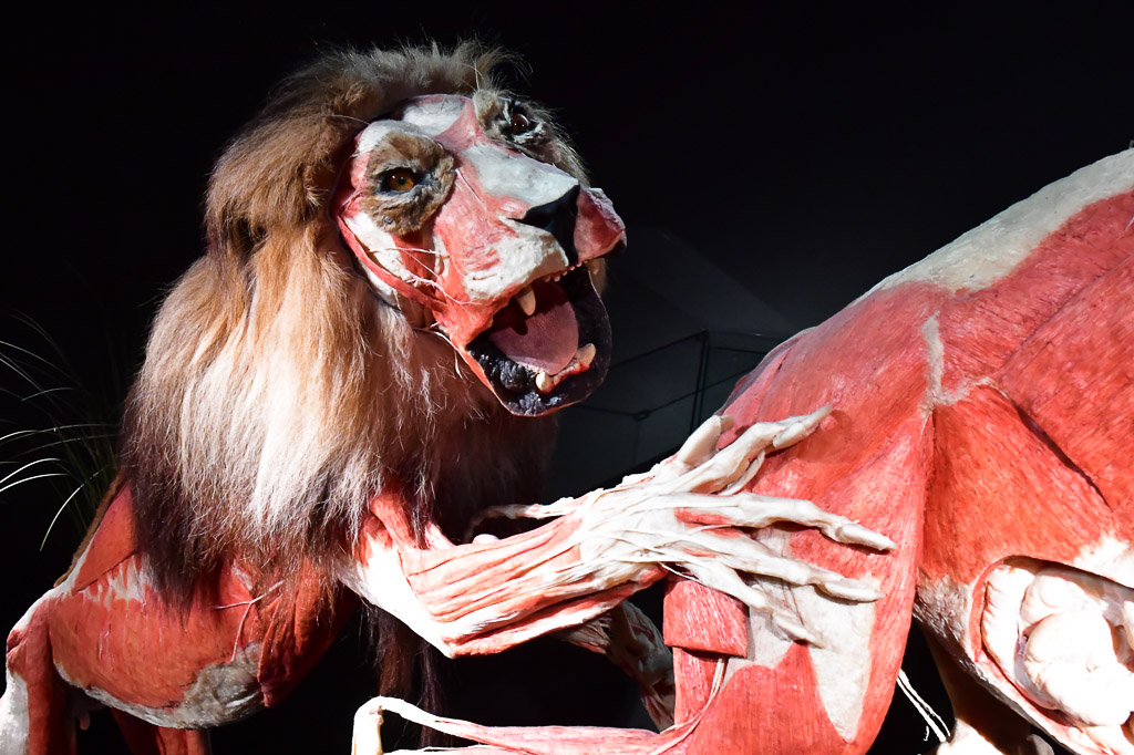 Löwenplastinat bei der Jagd