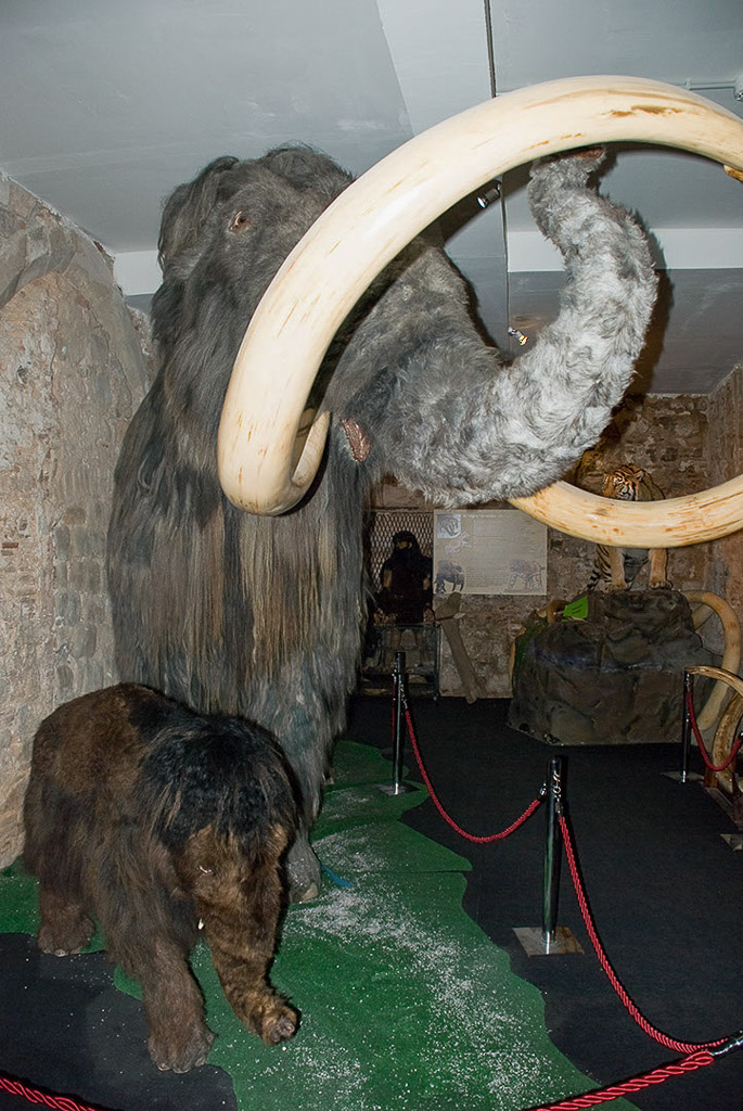 Mammut-Präparat mit großen Stoßzähnen