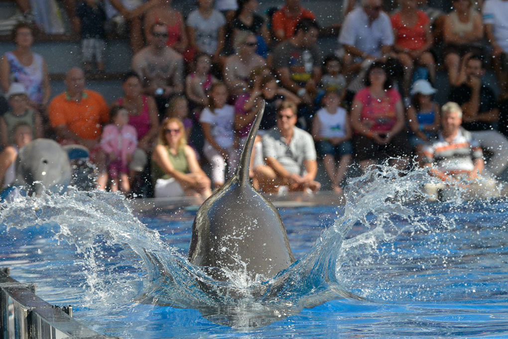Delfin springt aus dem Wasser vor Zuschauern
