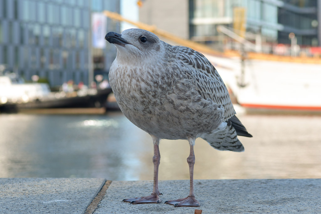 Möwe auf der Kaimauer