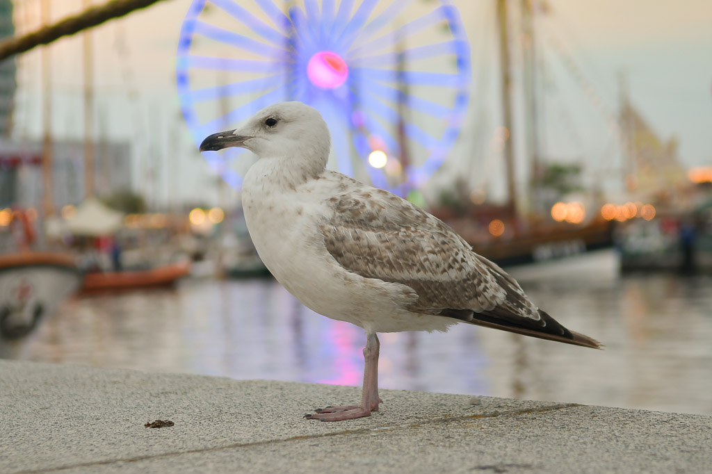 Möwe vor dem Riesenrad