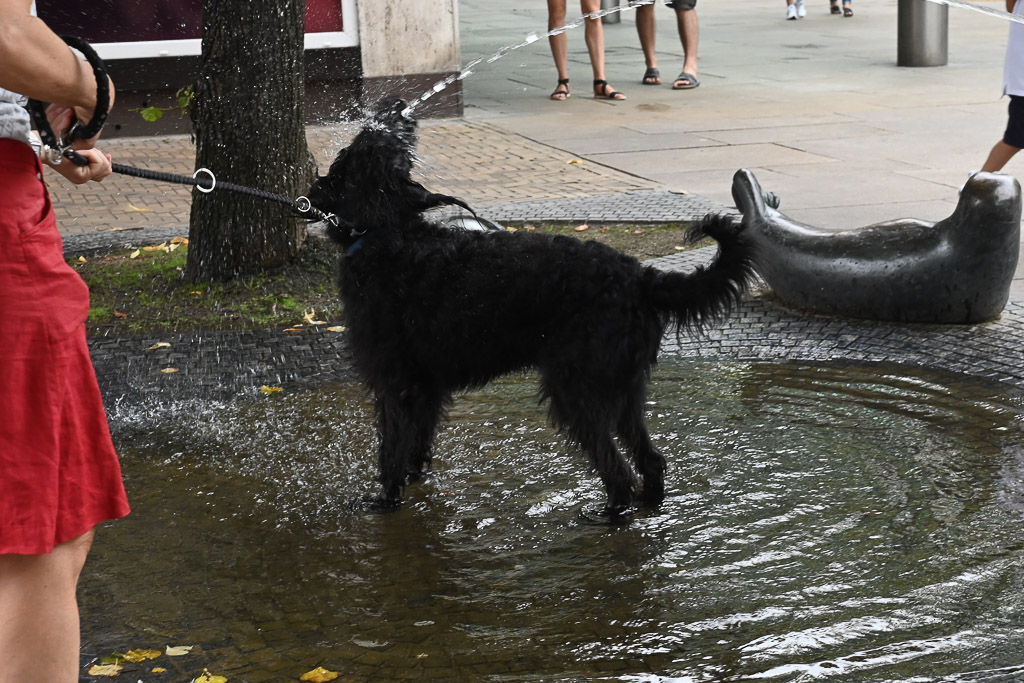 Hund im Wasser an der Kaje