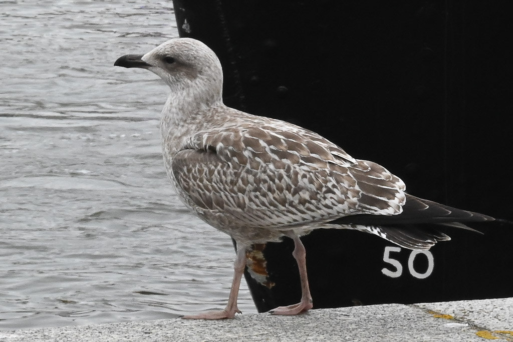 Möwe an einem Schiffsrumpf