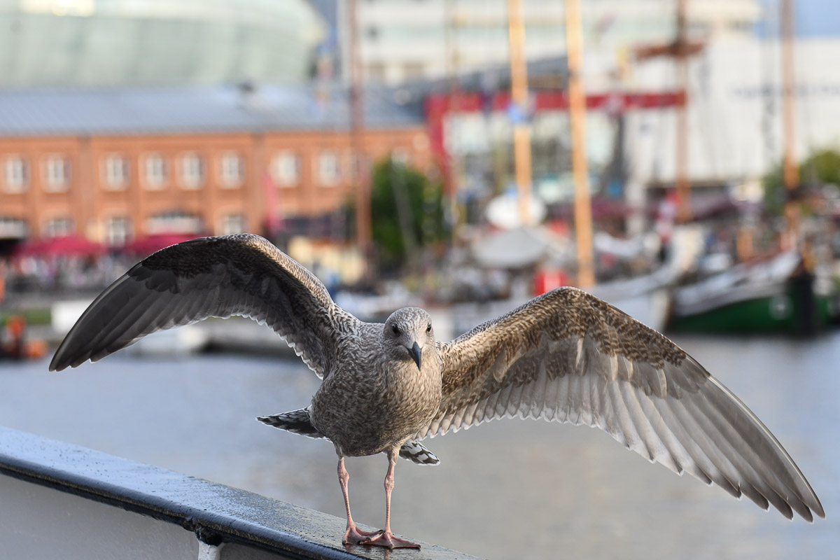 Möwe im Hafen